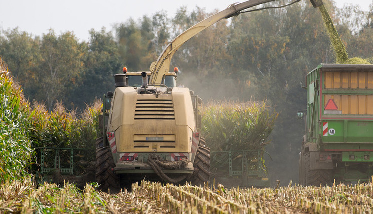 Ensilage maïs.