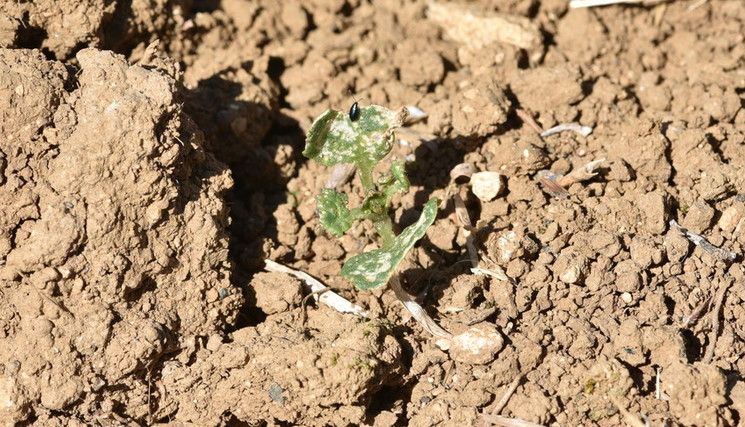 Petite altise et se dégâts sur colza.