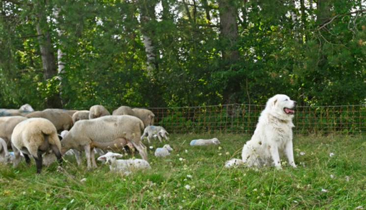 Lancement de l'appel à projets 2026 du dispositif d'aide à la protection des troupeaux contre la prédation.
