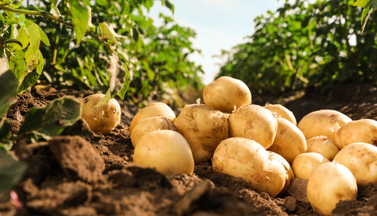 Tas de pommes de terre mûres au sol dans un champ. 