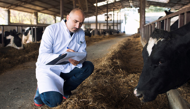 Vétérinaire médecin vérifiant l’état de santé des bovins à la ferme des vaches. 