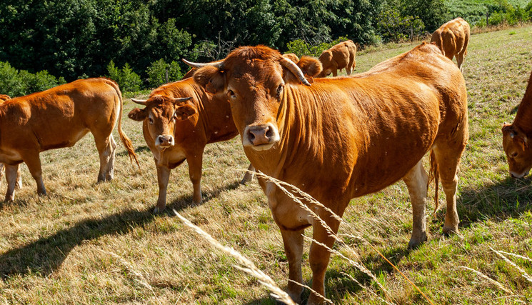 Dermatose: "Pour sauver toute la filière, l'abattage est la seule solution", dit la ministre de l'Agriculture.