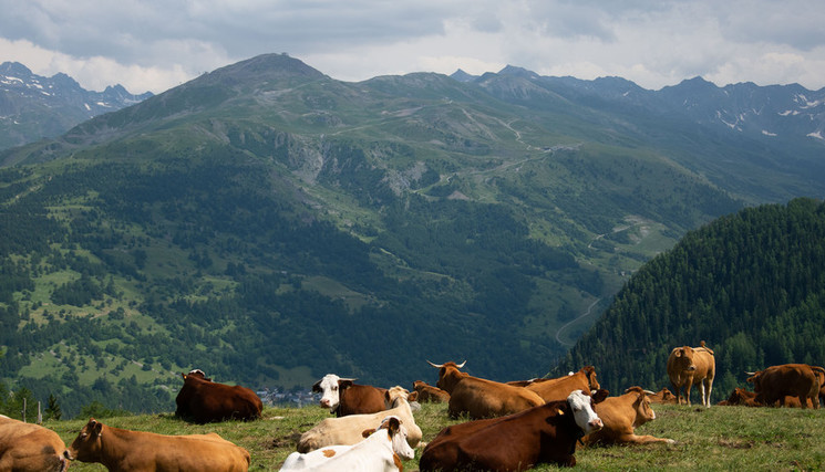 Le nouveau virus récemment détecté sur des vaches laitières malades en Suisse est également présent dans l’est de la France et en Allemagne.