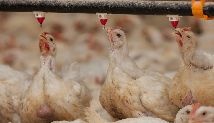 Des poules buvant de l’eau dans un enclos à poulets.