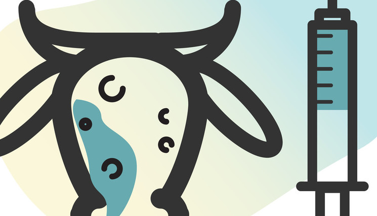 DNC - Illustration vaccination vache.