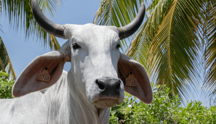 BIGUINE est la vache égérie de cette 62e édition du Salon international de l'Agriculture.