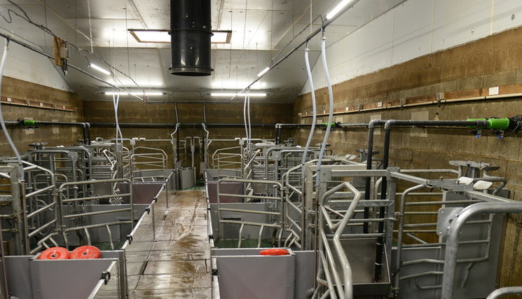 Ici en porc, l'IA peut être très utile.