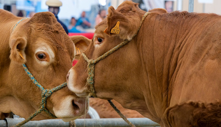 La tuberculose bovine n’est pas qu’un indicateur sanitaire.