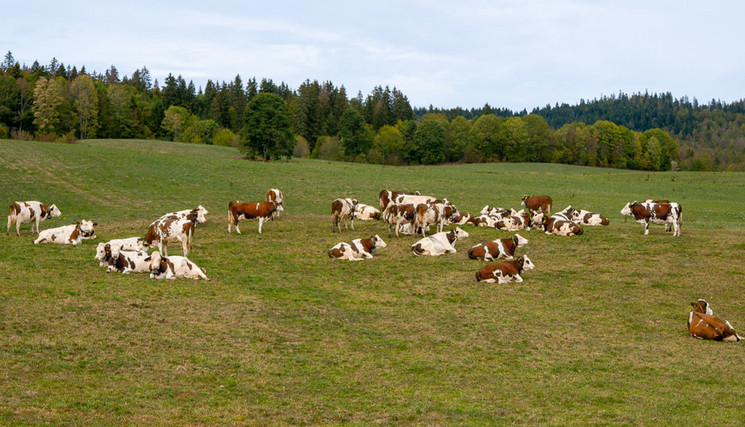 Au 20 septembre 2026, le déficit de la  pousse de l’herbe atteint 40 % 