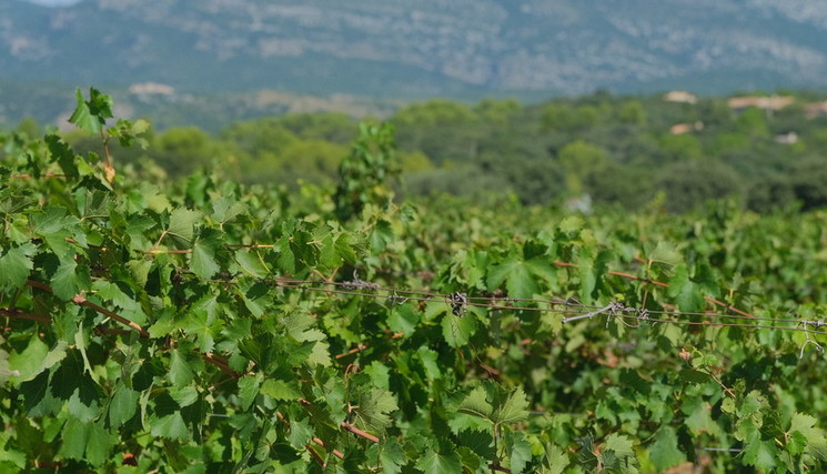 Champagne: les dates d'ouverture des vendanges publiées.
