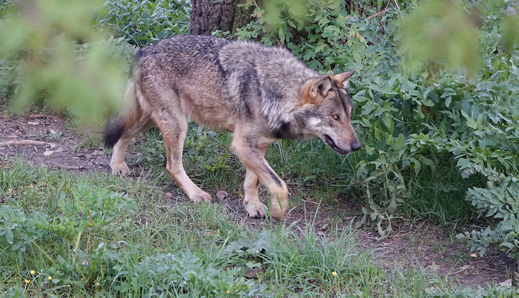Publication de l’arrêté précisant les mesures de réduction de vulnérabilité pour l’encadrement des tirs de défense contre le loup en protection des troupeaux de bovins et d’équins.