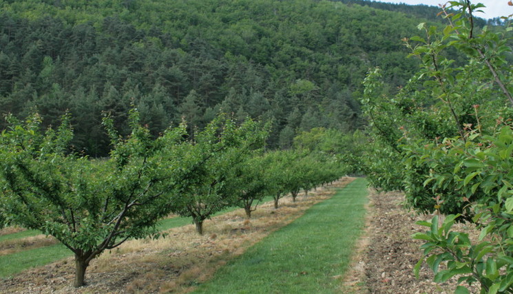 Rénovation des vergers arboricoles - campagnes 2026/2027 et 2027/2028