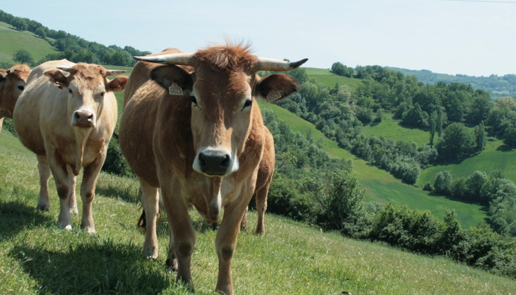 Annie Genevard annonce la reprise des exportations de bovins dès le 1er novembre dans un cadre sanitaire maitrisé. Annie Genevard annonce la reprise des exportations de bovins dès le 1er novembre dans un cadre sanitaire maitrisé.