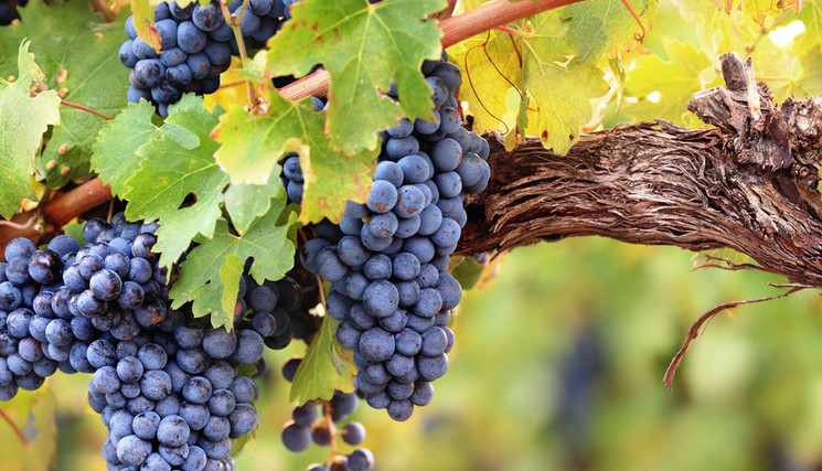 Comité National des Interprofessions des Vins à appellation d’origine et à indication géographique (CNIV).