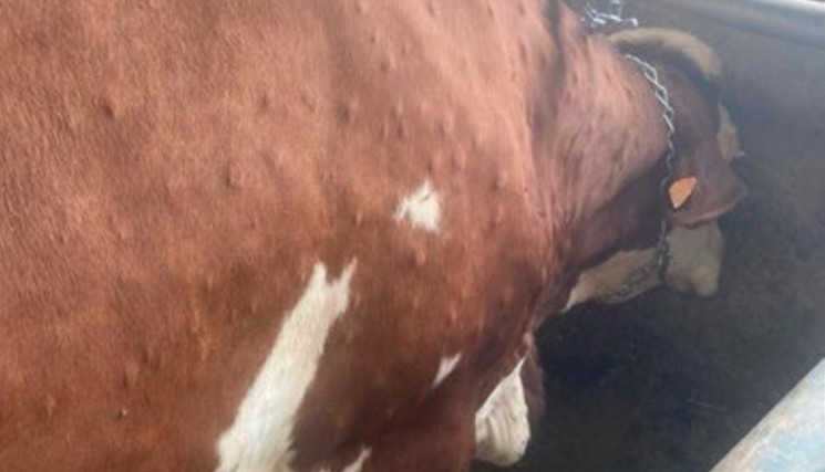 Dermatose nodulaire contagieuse (DNC) : Annie Genevard réunit le Parlement du sanitaire et prend des mesures renforcées sur les mouvements de bovins.