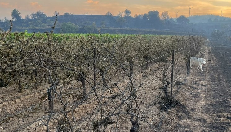 Parcelles de vignes de Romain Coutarel, Mailhac.