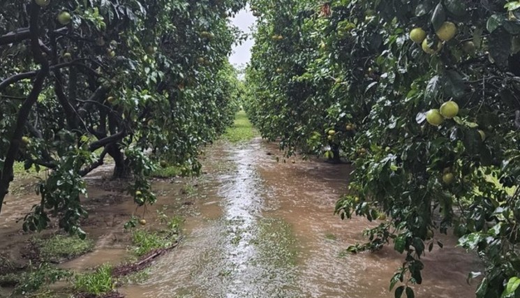 Une grande partie du verger de l'exploitation agricole de Flaviu Filidori entièrement sous les eaux après les récentes intempéries en Haute-Corse. Crédit : Flaviu Filidori