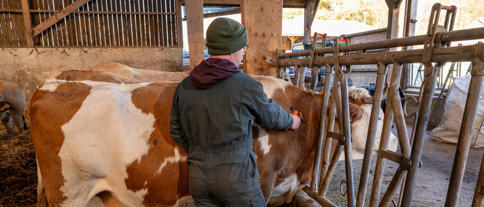 France : première détection du virus Shamonda chez un humain