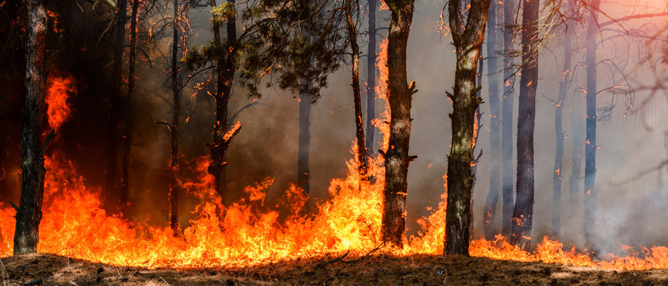 Incendies en France : les agriculteurs mobilisés (c) yelantsevv