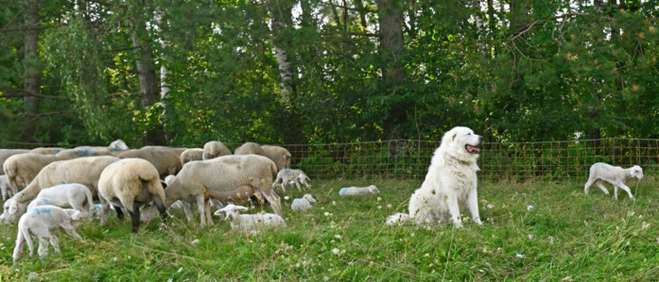 Lancement de l'appel à projets 2026 du dispositif d'aide à la protection des troupeaux contre la prédation.