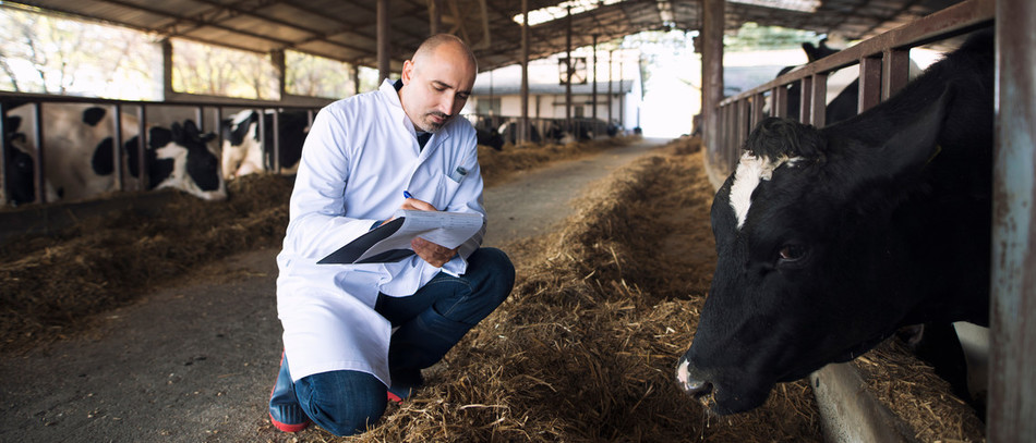 Vétérinaire médecin vérifiant l’état de santé des bovins à la ferme des vaches. 