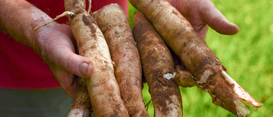 Le manioc est touché par une maladie depuis deux ans. 