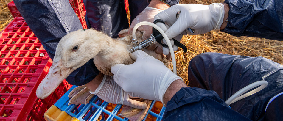 La campagne de vaccination 2024/2025 contre l'influenza aviaire hautement pathogène (IAHP).