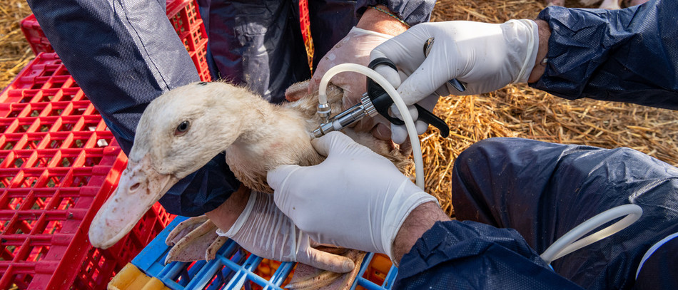 Versement d'une avance de trésorerie aux éleveurs de volailles dont l'élevage a été affecté par l'épisode d'influenza aviaire hautement pathogène 2025-2026.