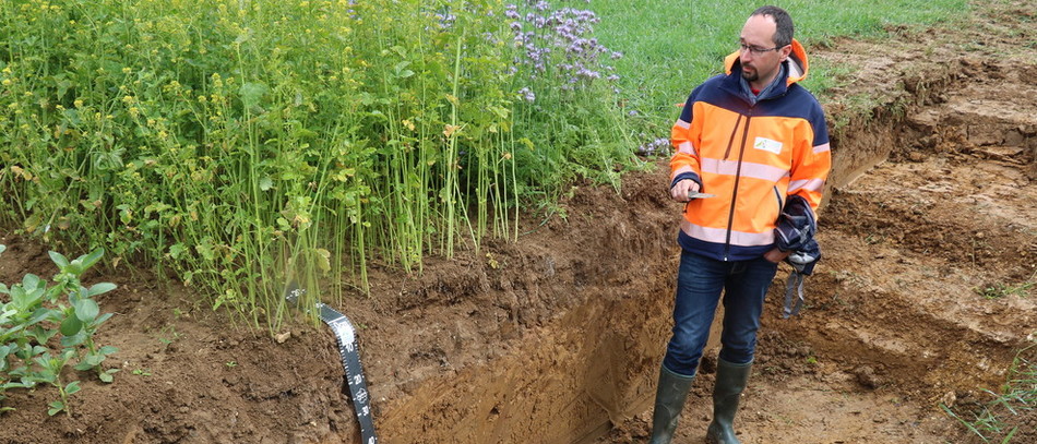 En améliorant le taux de matière organique des sols, l’implantation d’un couvert en interculture permet de stocker entre 130 et 370 kg de carbone/ha/an