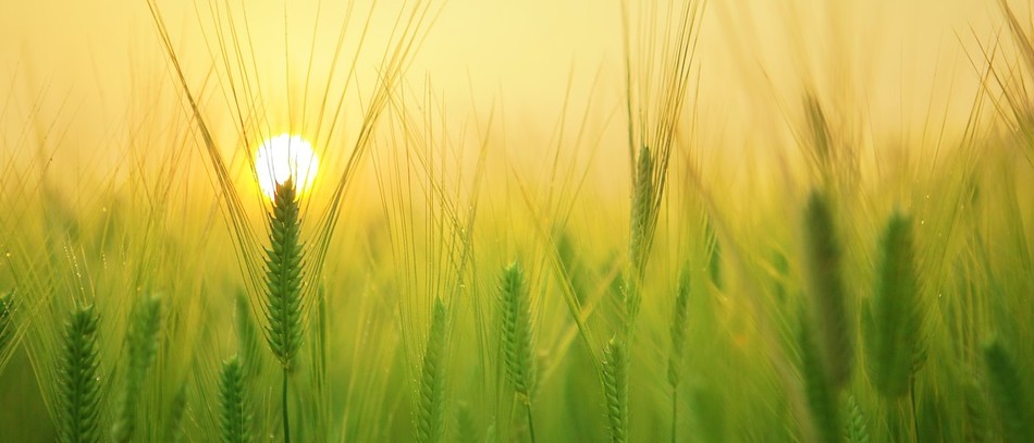 La relance de l’agriculture, pourvu que ça dure 