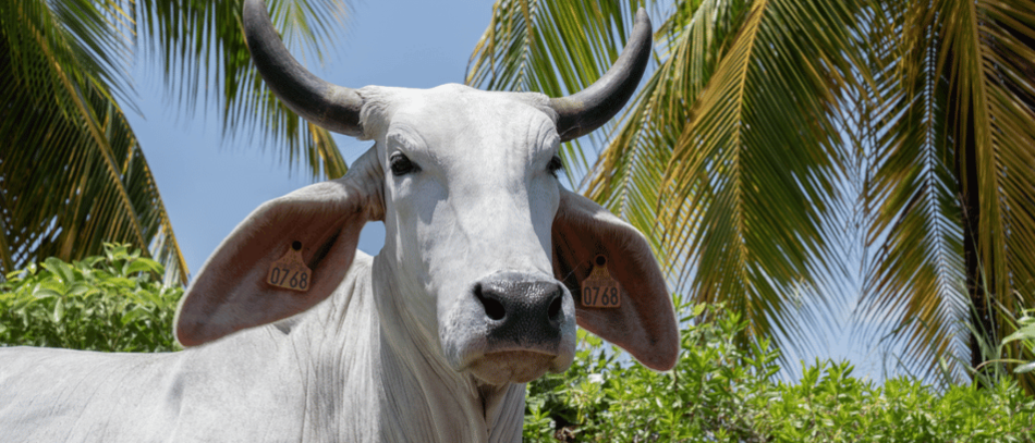 BIGUINE est la vache égérie de cette 62e édition du Salon international de l'Agriculture.