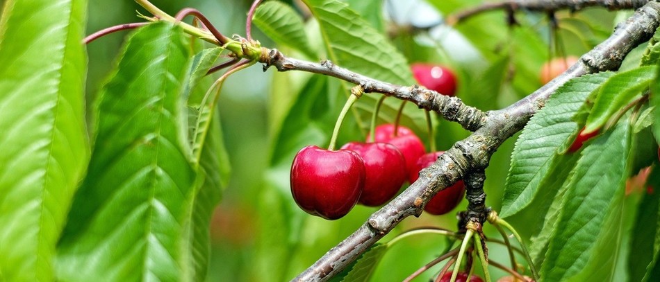 Cerises