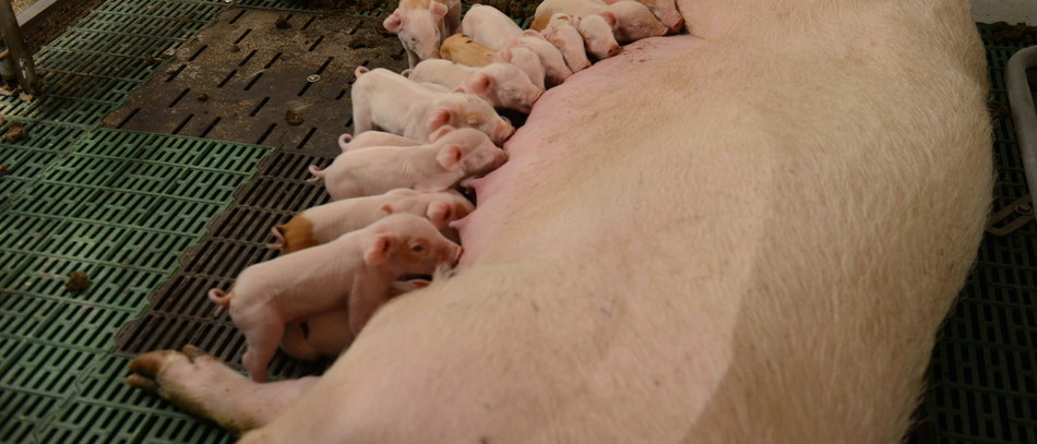Le porc également mis à contribution.