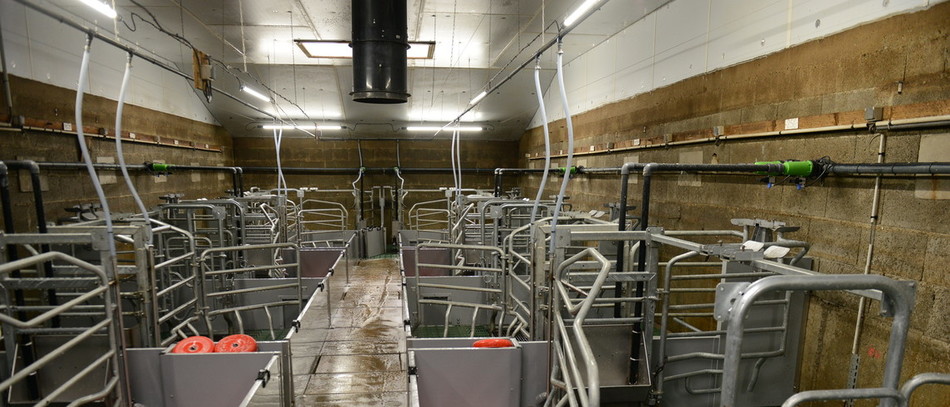 Ici en porc, l'IA peut être très utile.