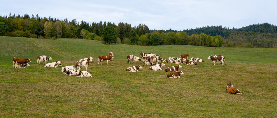 Au 20 septembre 2026, le déficit de la  pousse de l’herbe atteint 40 % 