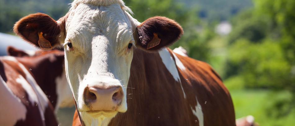 Que pensent vos animaux de vous ?