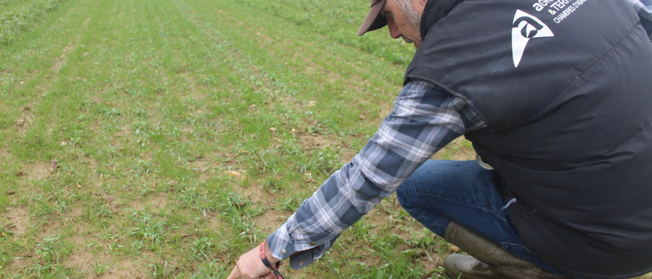 Jean-Luc Gayet inspecte un essai de prairie implantée en même temps qu'une céréale.