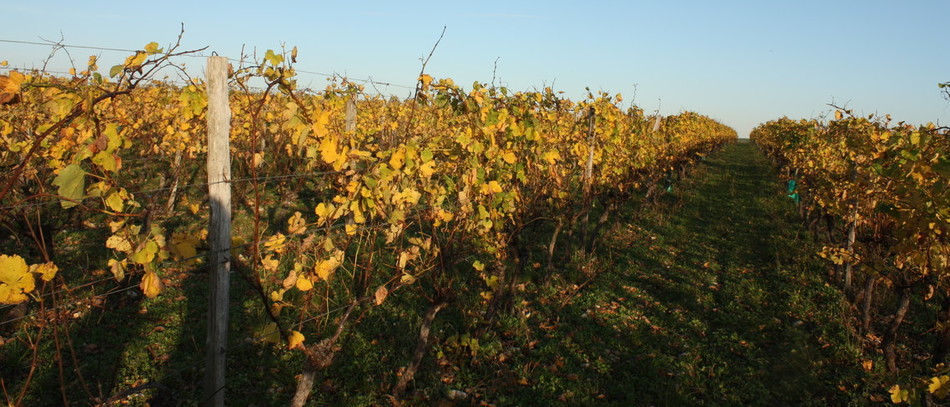 Vignes.