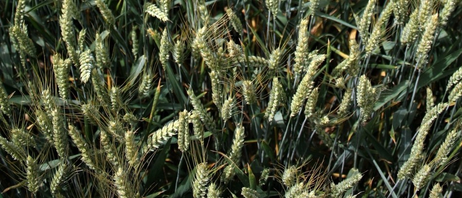 Mélange de cinq variétés de blé