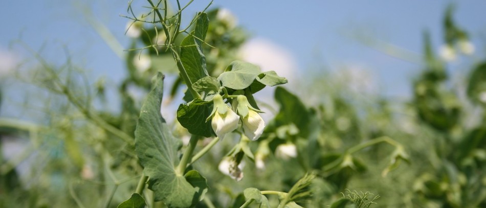 Pois protéagineux en fleur