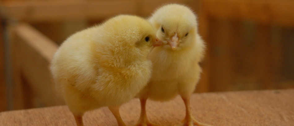 poussins