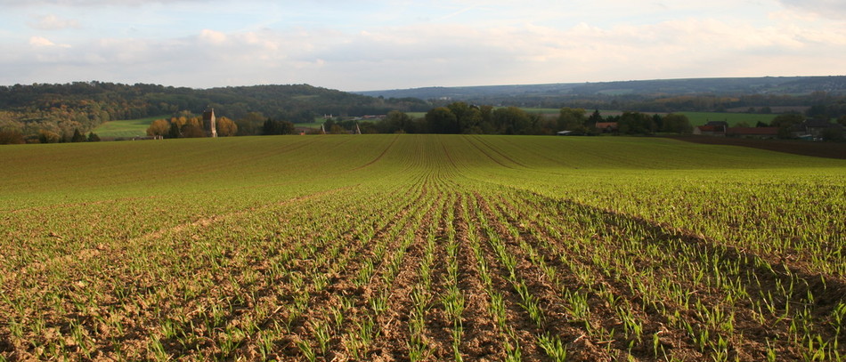 Champ de blé