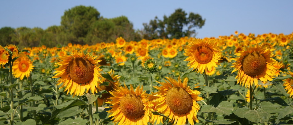 Tournesol en fleurs