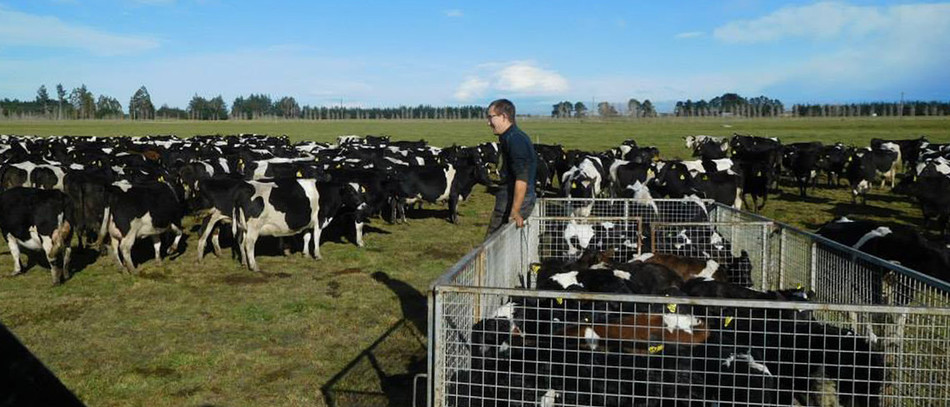 Élevage de vaches en plein air en Nouvelle-Zélande.