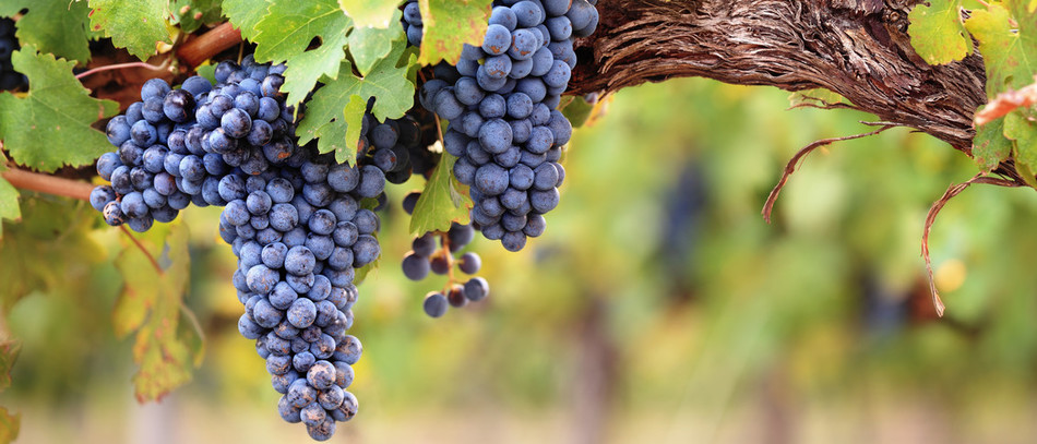 Fruits et légumes frais se trouvent dans le haut du panier du baromètre de  confiance