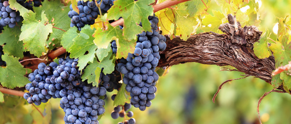Comité National des Interprofessions des Vins à appellation d’origine et à indication géographique (CNIV).