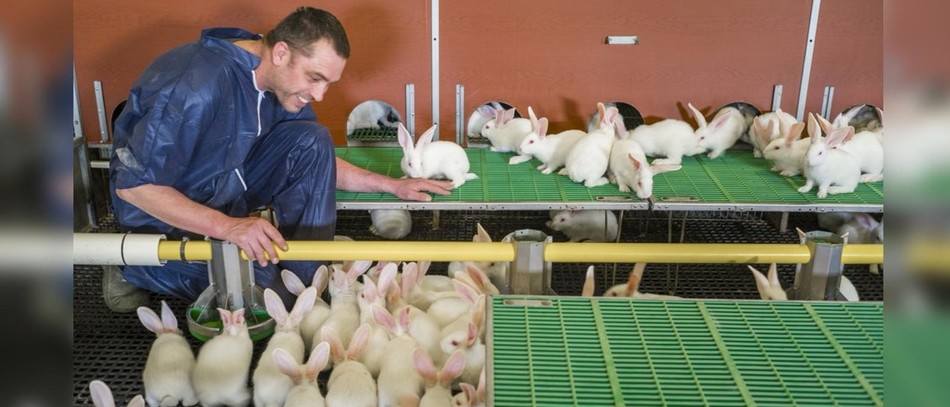 Les élevages alternatifs représentent tant 10 % des élevages actuellement. Crédit : CLIPP/Rodolphe MARICS.