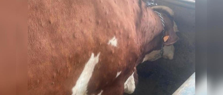 Dermatose nodulaire contagieuse (DNC) : Annie Genevard réunit le Parlement du sanitaire et prend des mesures renforcées sur les mouvements de bovins.