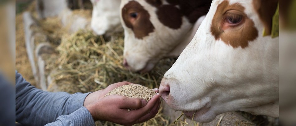 13ème convention annuelle sur le thème : «En avant pour une souveraineté durable de l’élevage européen !»