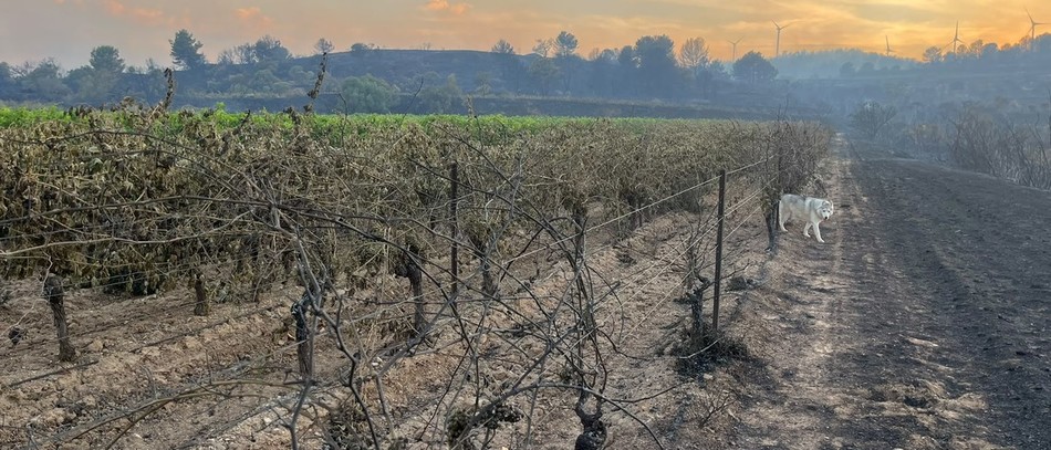 Parcelles de vignes de Romain Coutarel, Mailhac.